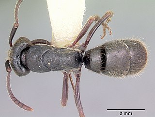 <i>Pachycondyla harpax</i> Species of ant