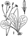 Packera obovata