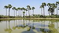 * Nomination: Palm trees of Bangladesh. This picture taken from Bogra, Bangladesh. By User:Atiqur.Rahman--Masum-al-hasan 18:21, 18 December 2016 (UTC) Just ok in terms of sharpness, the CA at both sides should be fixed though Poco a poco 19:30, 18 December 2016 (UTC) * * Review needed