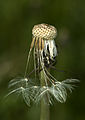 * Nomination Taraxacum officinale --Tlusťa 19:31, 2 June 2011 (UTC) * Promotion Good quality. --Cayambe 19:18, 6 June 2011 (UTC)