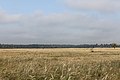 Panzerwiese im Herbst mit Blick zum Hartelholz.JPG