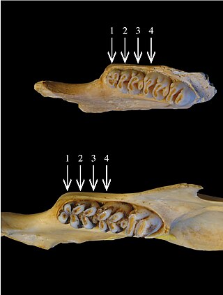 <i>Papagomys</i> Genus of rodents