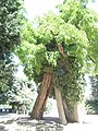 Le robinier planté en 1601, réputé le plus vieil arbre de Paris