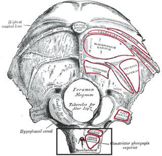 Pharyngeal tubercle Part of the occipital bone of the skull