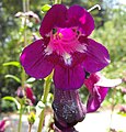 Penstemon 'Raven'