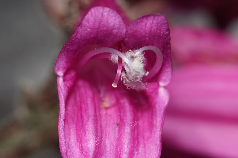 File:Penstemon rupicola 8312.JPG