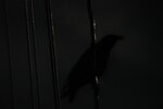 Thumbnail for File:Perched American Crow.jpg