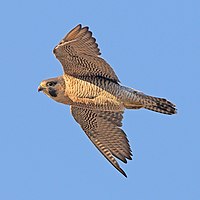 Peregrine Falcon La Cañada