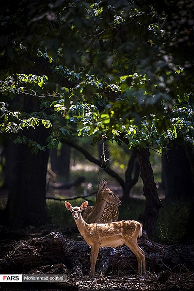 File:Persian Fallow Deers in Dasht-e Naz Wildlife Refuge 2020-06-02 02.jpg