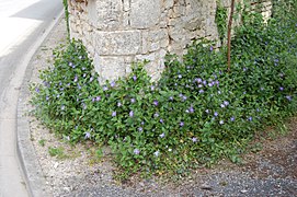 Pervenche Vinca major à Ambérac (Charente, France)