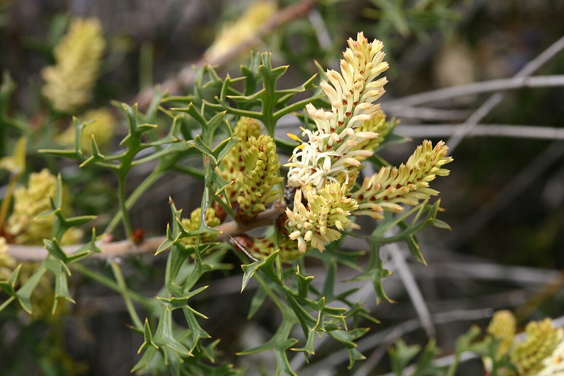 Petrophile