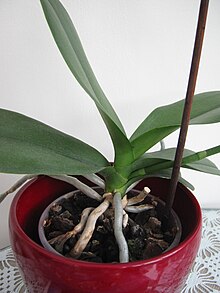 Phalaenopsis Orchid showing monopodial form of growth. Phaelinopsis plant showing monopodial growth.JPG