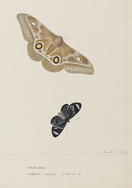 File:Phalaena and Papilio Tritonia - Ann Lee - 107-1973-33.jpg