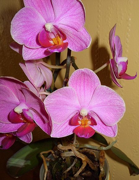 Tập_tin:Phalaenopsis_Moth_Pink_Orchids.jpg