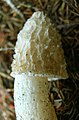 Phallus impudicus chapeau alveolé à crêtes blanches