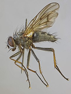 <i>Phaonia palpata</i> Species of fly