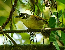 Pheugopedius genibarbis - Bıyıklı wren.jpg