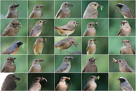 Common Redstart - diet and feeding