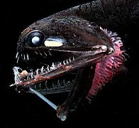 Ce poisson des grands fonds, Photostomias guernei, possède des photophores lui servant à voir dans l'obscurité.