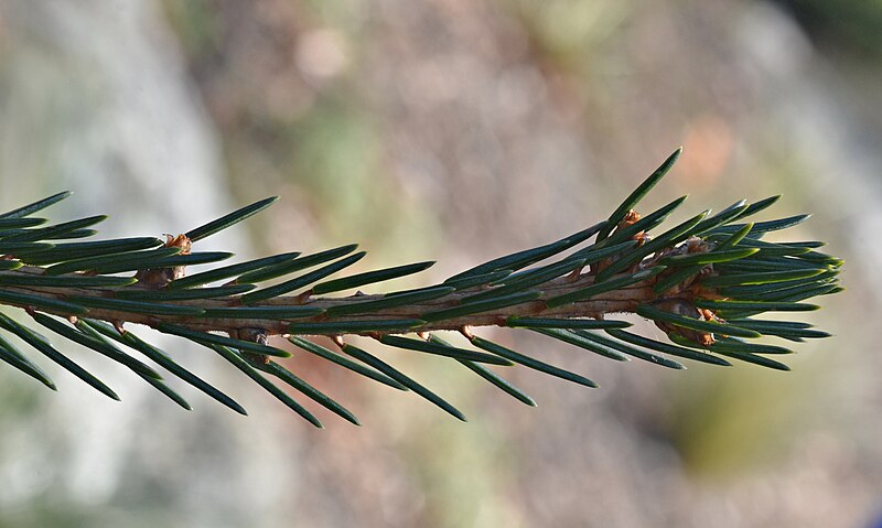 File:Picea abies 'Frohburg' (2008-087-A) High.jpg