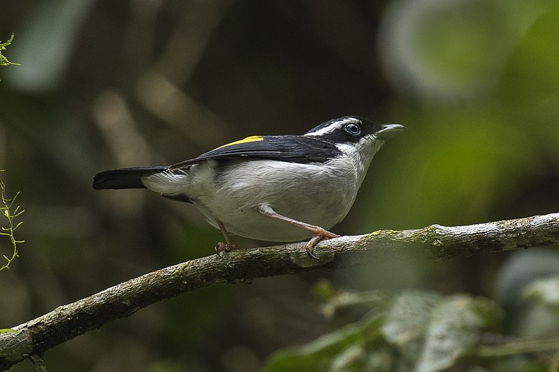 File:Pied Shrike-Babbler - Gunung Gede - West Java MG 4305 (29522052570).jpg