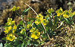 Vignette pour Ranunculus pygmaeus