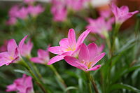 PinkRainLily 2733.jpg