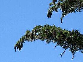 Foliage and cones, Cucamonga Wilderness, California