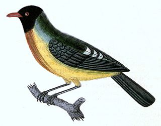 <span class="mw-page-title-main">Handsome fruiteater</span> Species of bird