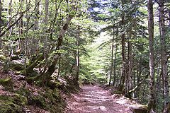 A forest of European beech and European silver fir