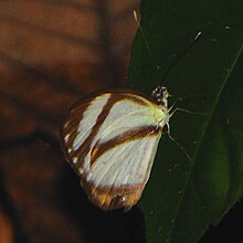 I. p. pisonis Pisonis Mimic (Itaballia pandosia), Tambopata.jpg