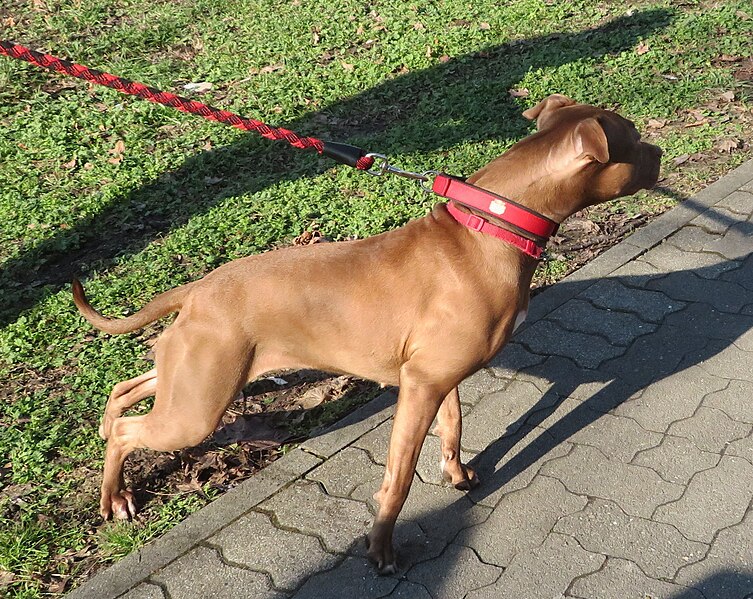 File:Pit Bull 3.jpg