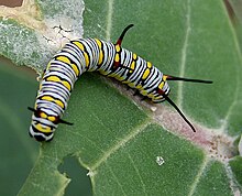 Plain tiger (Danaus chrysippus) caterpillar on a milkweed (Calotropis) species in Hyderabad, India Plain Tiger (Danaus chrysippus) caterpillar on a Calotropis (Milkweed) species in Hyderabad, AP W IMG 7968.jpg