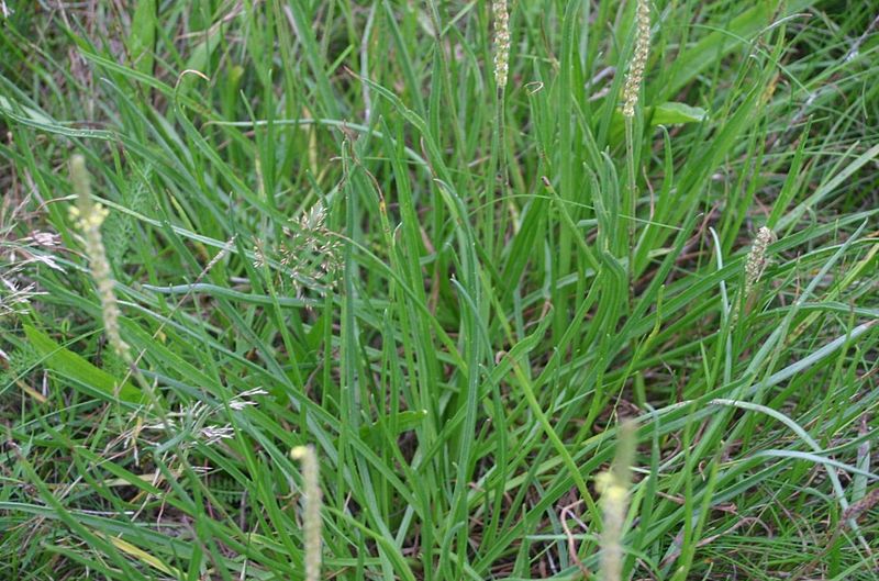 File:Plantago-maritima-foliage.JPG