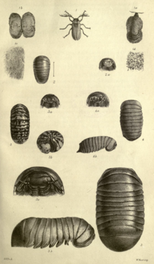 Various sphaerotheriidans (and a beetle) illustrated in 1859 Plate VII 1859.png