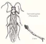 Plecoptera-taeniopterygidae.png