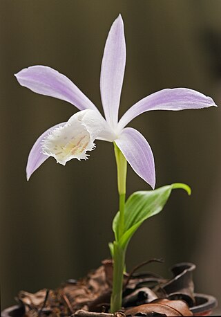 <i>Pleione formosana</i> Species of orchid