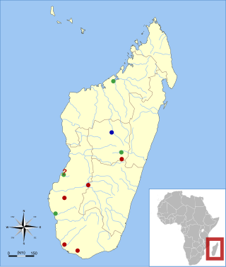 <i>Plesiorycteropus</i> An extinct genus of eutherian mammals from Madagascar