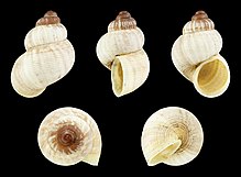 Shell Pomatias elegans 01.JPG