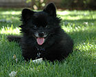 Anjing Pomerania hitam