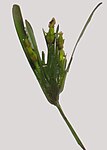 Posidonia oceanica. Floraison automne 2009.Des fruits âgés de 1 mois sont déjà visibles