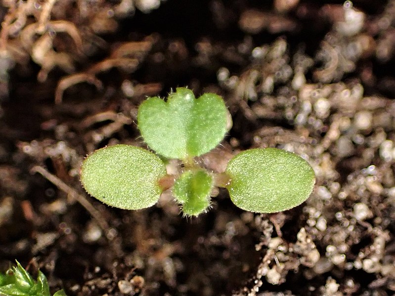 File:Potentilla arenaria kz20.jpg