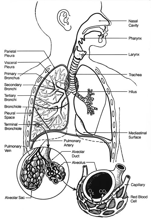 Sistem Pernapasan Wikiwand