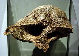 A Prenocephale prenes koponyája