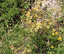 Triteleia ixioides subsp. analina, plant (eastern High Sierras) Pretty face Triteleia ixioides ssp anilina plant.jpg