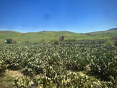 Prickly pear cactus, Sicily, Italy 8 April 2024 B.jpg