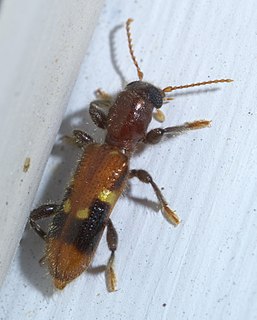 <i>Priocera castanea</i> Species of beetle