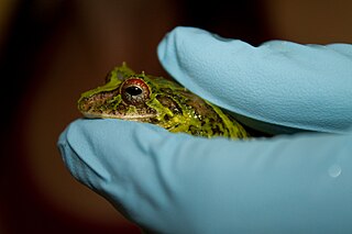 <i>Pristimantis museosus</i> Species of frog