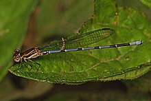 Вероятно незрелая Argia oenea, Caves Branch Jungle Lodge, Бельмопан, Белиз.jpg