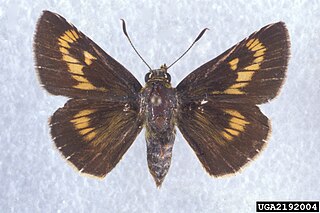 <i>Problema byssus</i> Species of butterfly